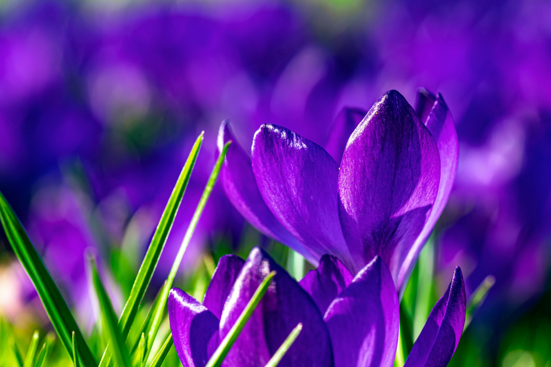 Purple Crocus Flowers in Bloom